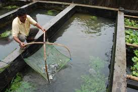 Lokasi Yang Tepat Untuk Budidaya Ikan Nila