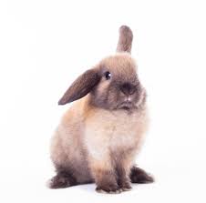 A normal breed or mix that you'd find at a pet store or rescue facility will cost less than a breed like a jersey wooly or flemish giant from a breeder. A Care Guide For New Rabbits Housing Exercise Community Veterinary Clinic