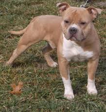 Maybe you would like to learn more about one of these? 5 Best Pitbull Breeders In New York 2021 We Love Doodles