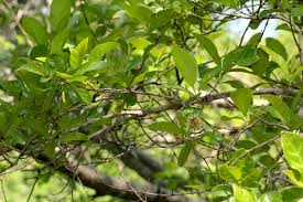 Image result for Combretum kraussii