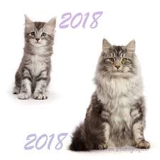 If a long haired cat and a short haired cat mate the result is always short haired kittens, however, these. A Tiny Kitten Grows Into A Beautiful Long Haired Cat In A 26 Second Timelapse Taken Over 10 Months