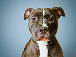 An american pit bull terrier can live anywhere from eight to 15 years. Kfc Victoria Wilcher Why Do So Many Pit Bulls Maul Children Time
