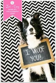 5 Fun Easy Home Pet Photography Ideas Animal Photography Dog Photoshoot Pet Photography Tips