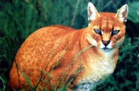 Di sisi lain, tafsir mimpi ini. Mimpi Melihat Kucing Emas Kucing Hitam Adalah Lambang Dari Ketakutan Dan Rasa Tidak Percaya Dari Sang Pemimpi Terhadap Kemampuan Psikis Dan Intuisi Yang Dimilikinya