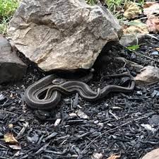 Northeastern illinois animal removal and pest control experts. Wildlife Management Animal Removal And Trapping