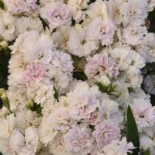 Image result for Bright White 1992 Dynasty