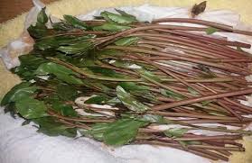 Among communities from the areas where the plant is native, khat chewing has a history as a social custom dating back thousands of years analogous to the use of coca leaves in south am. ÙÙˆØ§Ø¦Ø¯ Ù†Ø¨Ø§Øª Ø§Ù„Ù‚Ø§Øª