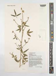 Image result for Crotalaria heidmannii