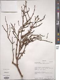 Image result for Viscum shirense