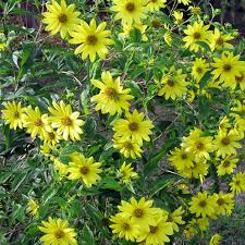 Forma cuscini densi di fiorellini giallo acceso luminoso da inizio estate fino all'autunno con foglie frastagliate argentate. Giardini