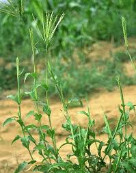 Image result for Rhytachne