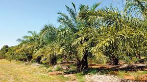 Image result for Elaeis guineensis