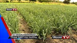 Uriithia wa mburi cia iria: Mugambo Wa Murimi Youtube