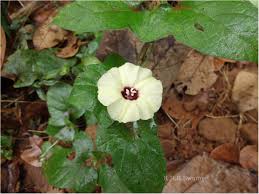 Image result for Hewittia malabarica