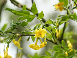 Floral arrangement and flower bouquets. Italian Jasmine Flower Care How To Grow An Italian Yellow Jasmine