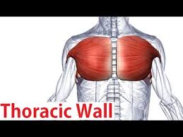 The major muscle in the chest is the pectoralis major. Muscles Of The Thoracic Wall Chest Muscles Anatomy Youtube