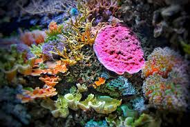 Page 3 | Royalty-free underwater photos free download | Pxfuel