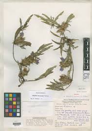 Image result for Blepharis aspera