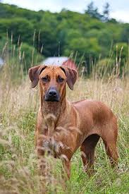 Image result for rhodéský ridgeback
