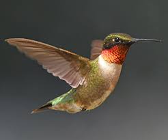When do hummingbirds return south? The 4 Types Of Hummingbirds In Colorado Id Guide Bird Watching Hq
