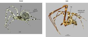 Image result for Scythris crypta