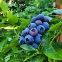 Holly Capelle | Our blueberries are HUGE this year and growing ...