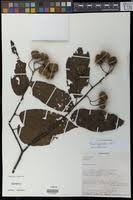 Image result for Grewia glandulosa