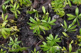 Image result for Pavetta stenosepala