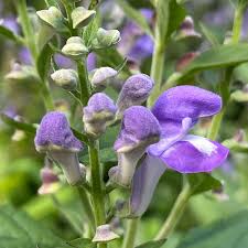 Image result for Scutellaria