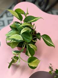 Image result for Filodendron Philodendron