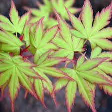 Irohamomiji, イロハモミジ, or momiji, 紅葉), is a species of woody plant native to japan. Fanatical Botanical Japanese Maple Envy Archive Roanoke Com