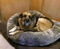 Most german shepherd puppies exude playfulness, friendliness and boatloads of silliness. German Shepherd Puppy Rescue Nj The Y Guide