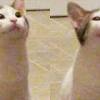 Original of meme goes from the tweet of xavierbfb where his cat was chirping at bug. 1