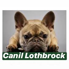 Home minecraft texture packs better dogs v1.13 minecraft texture pack. Canil Lesueur Canine And Feline Babies Xvii Pages Directory