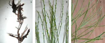Image result for Psilotum