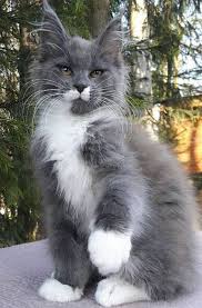 Pin On Cats
