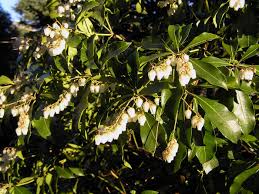 アセビ 植物写真鑑
