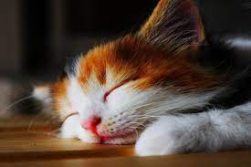 Cats Wallpaper Download Free Hd Wallpapers Of Cats For Desktop Mobile Laptop In Any Resolution Desktop Android Ipho Cat Wallpaper Funny Cat Videos Cats