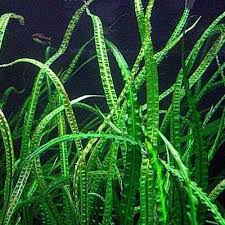 The genus is naturally distributed in tropical regions of india, southeast asia and new guinea. Cryptocoryne Haerteliana Affinis Plant Arizona Aquatic Gardens