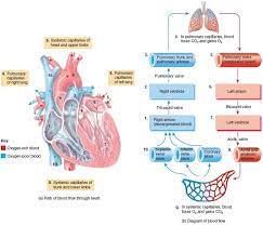 Systemic And Pulmonary Circulations Basic Anatomy And Physiology Pulmonary Nursing School Essential