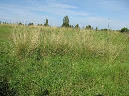 Image result for Sporobolus myrianthus