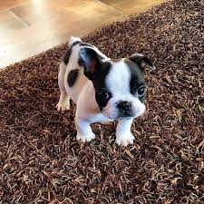 Cost of french bulldog mix puppies. Teacup French Bulldog For Sale Mini French Bulldog Near Me