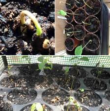 Young appletree sprout growing from old stump. Custard Apple Seed Germination Sugar Apple Sitaphal Agri Farming