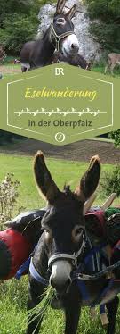 Traumpfade Mit Esel Mario Durch Die Oberpfalz Br De Ausflug Wanderung Ferien Mit Kindern