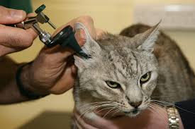 Therefore, take the time to clean any build up out of your pets ears. Ear Mites In Cats Treatment Symptoms Blue Cross