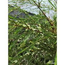 Ujung atap 3 ( baeckea frutescens) adalah tumbuhan obat indonesia. Cucur Atap Anak Pokok Shopee Malaysia