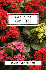 Caring For Flowering Kalanchoes A Popular Succulent Houseplant Blooming Succulents Kalanchoe Blossfeldiana Flowering House Plants