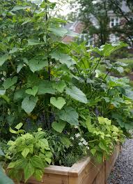 Image result for how to self pollinate cucumbers