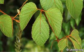 Image result for Ampelocissus