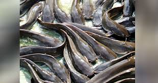 Bagi makan anak ikan keli | ternak ikan keli dalam kolam tanah. Anak Ikan Keli Terengganu